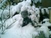 Osho_Snow_Buddha